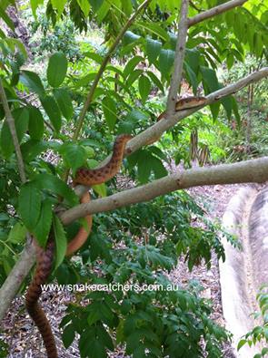 Brown Tree snake