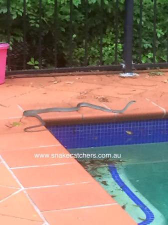 Common tree snake in pool Area Bardon