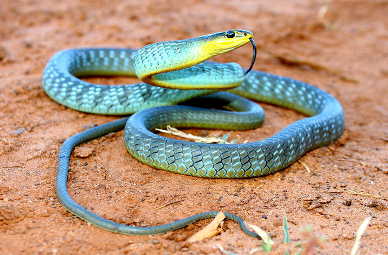 Common Tree Snake Non venomous