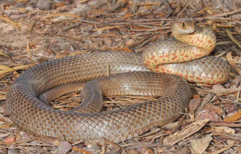Eastern Brown snake Highly venomous