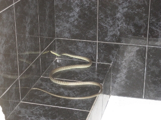 Common Tree Snake in a bathroom at a residential property in Chapel Hill