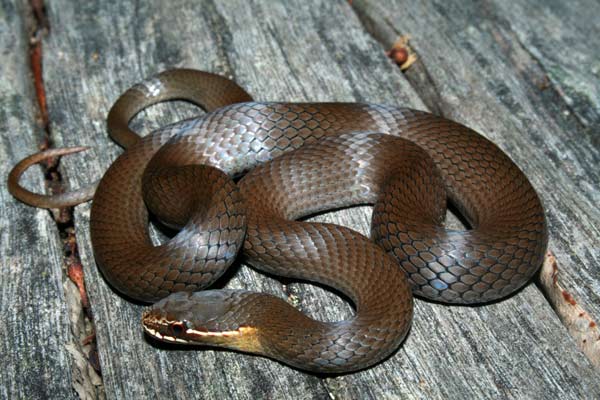   Marsh Snake mildly venomous