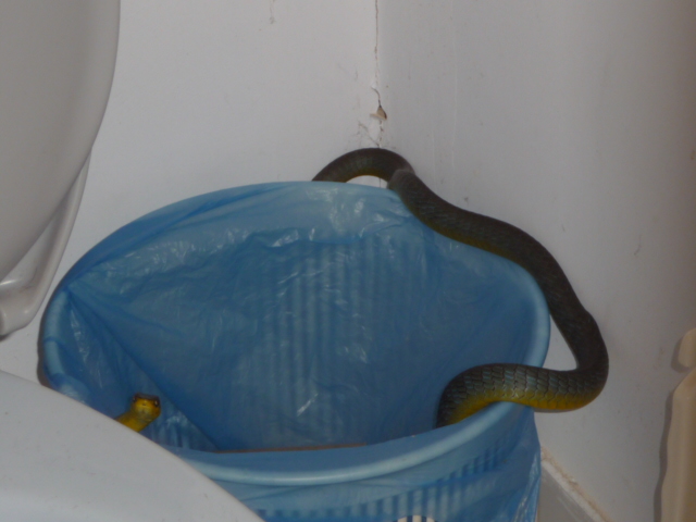 Common tree snake in toilet waste paper basket Bardon
