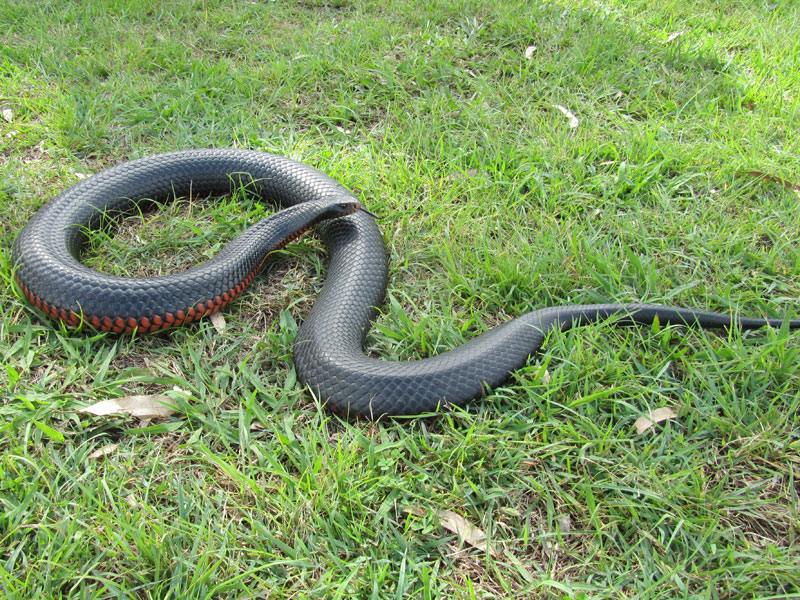 Eastern Brown snake Highly venomous