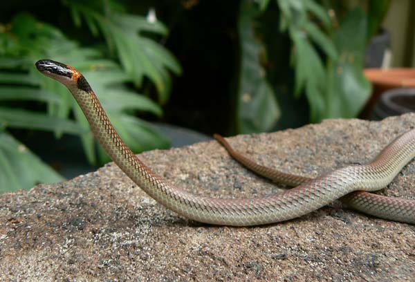 Red-naped snake on rock