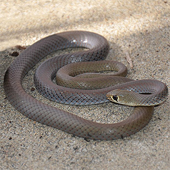 Yellow-faced Whip snake