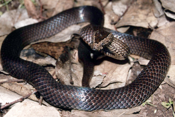  Golden Crowned Snake weakly venomous