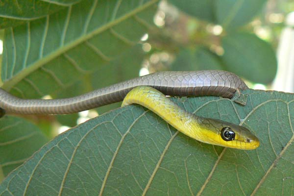 Common Tree snake