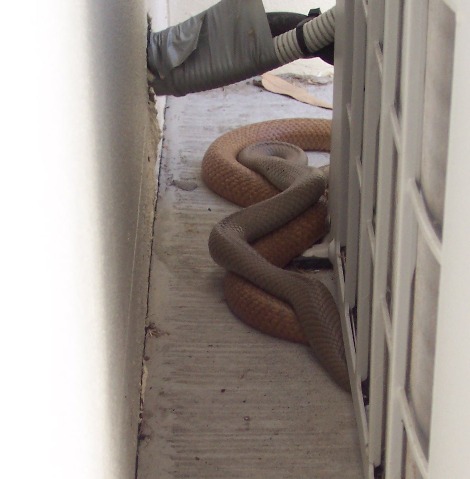 two Eastern Brown Snakes mating