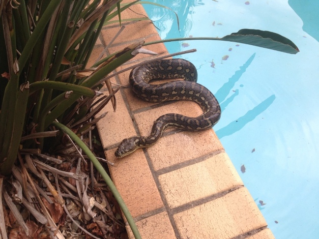 Coastal Carpet Pythons are often frequent visitors of backyard pools
