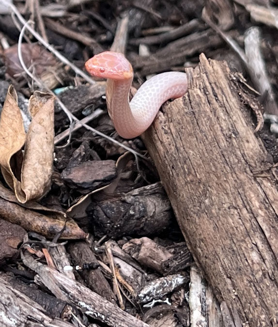 Intriguing albino crowned snake from Buderim