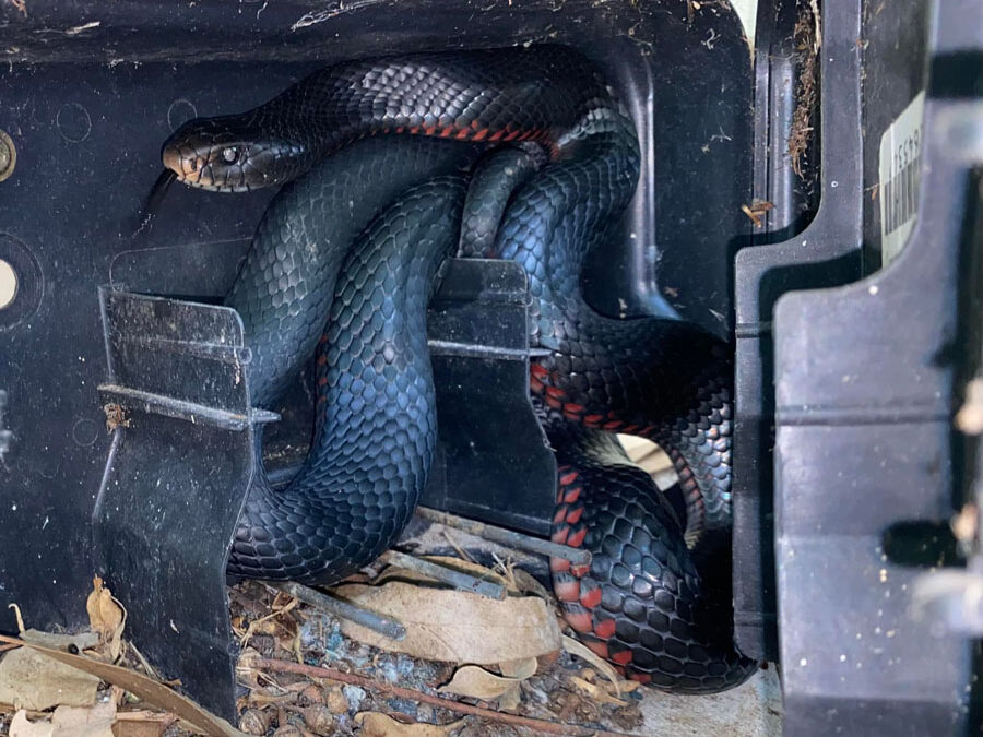Freedom: 1 Happy Red Bellied Black Snake