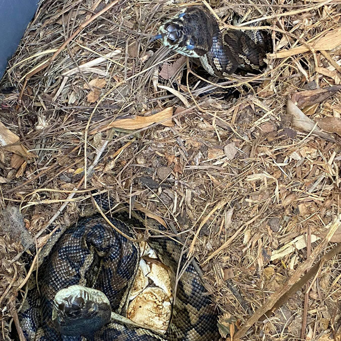 3 pythons and their eggs in a compost bin