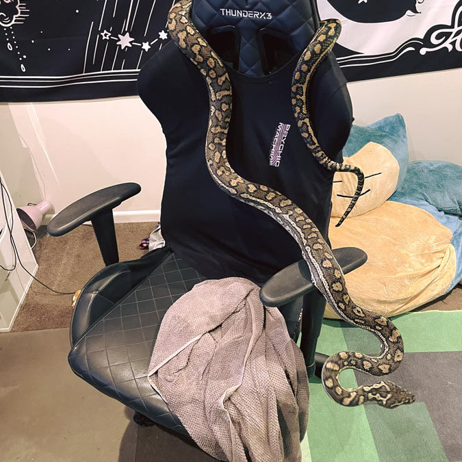 python on game computer chair
