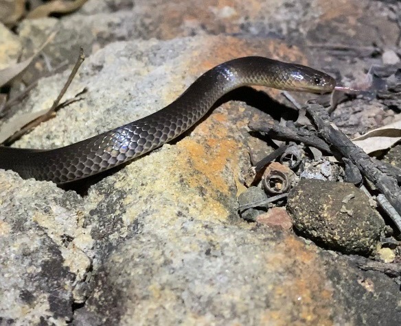 Mystery snake the Carpentaria Snake