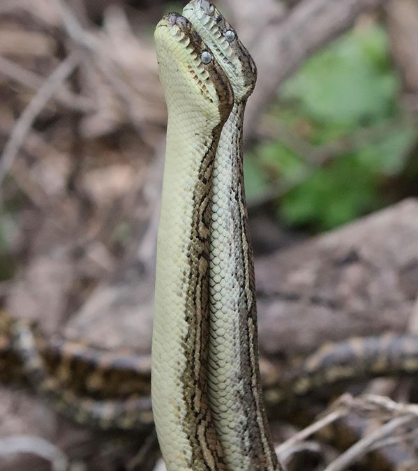 Male Python Battle