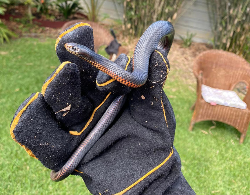 handful of red bellied black snake catch
