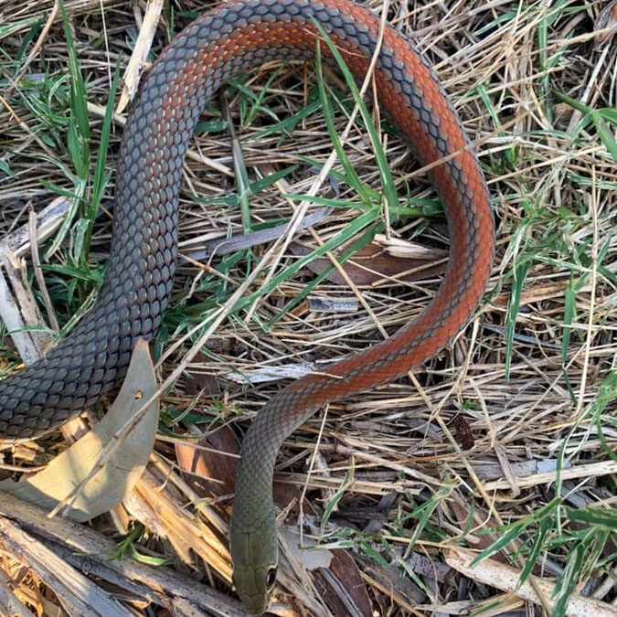 Gorgeous Copper Yellow-Faced Whipsnake