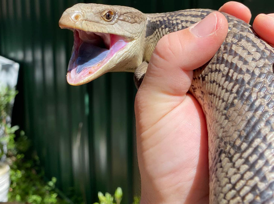 Blue Tongued Skink with mouth agape