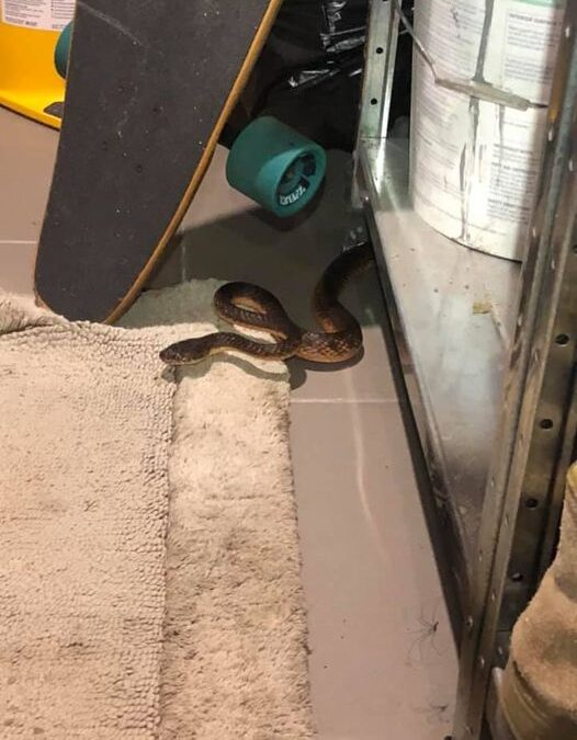 Garage Guest-Brown Tree Snake