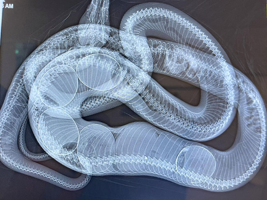X-ray of 7 eggs inside a python