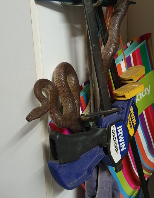 Children's python on tools in garage