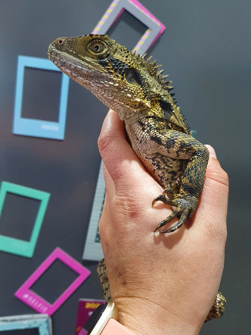 Water Dragon in our catcher's hand