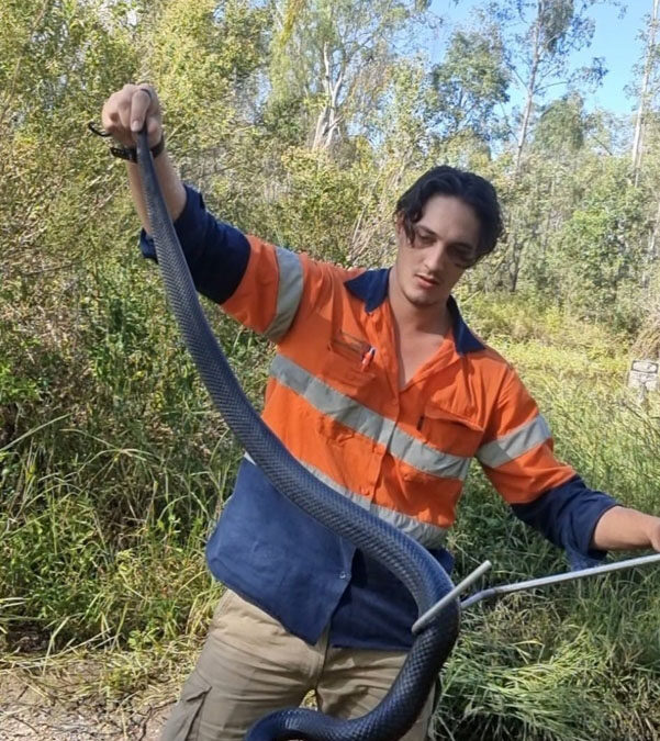 contained situation with a Red Bellied Black Snake