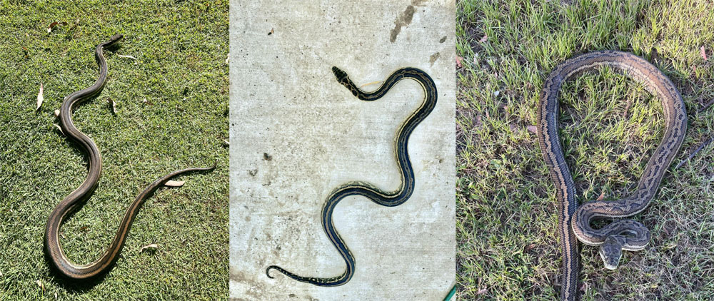 Patterns on 3 Different Coastal Carpet Pythons