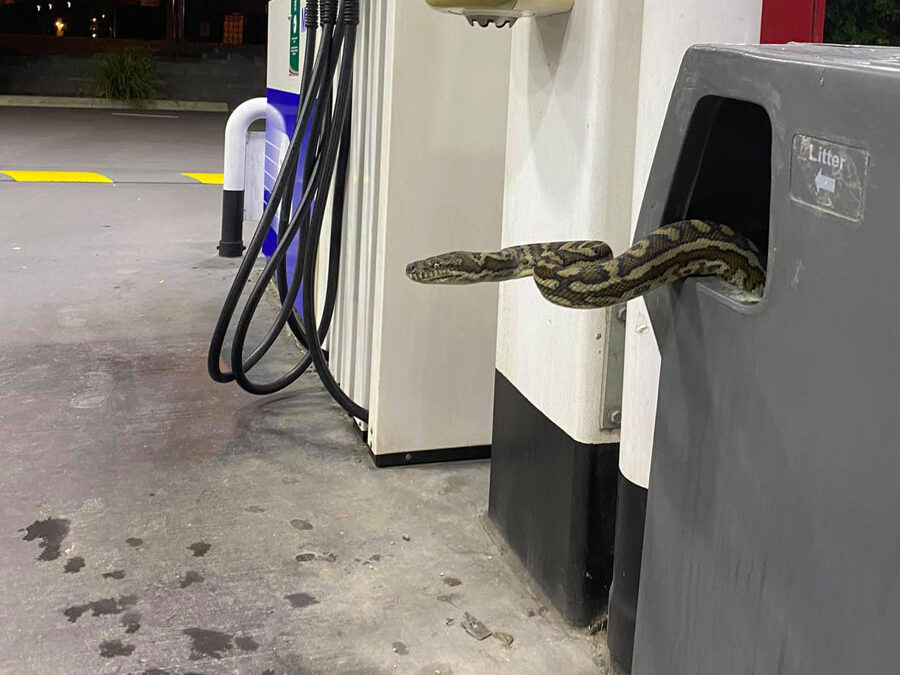python peering from fuel station bin