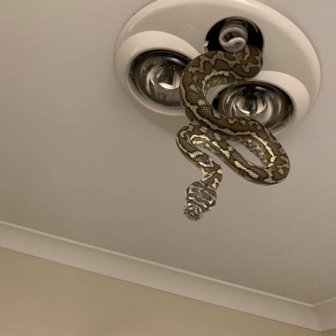 Snake Electrician-Python In Ceiling Light Fitting