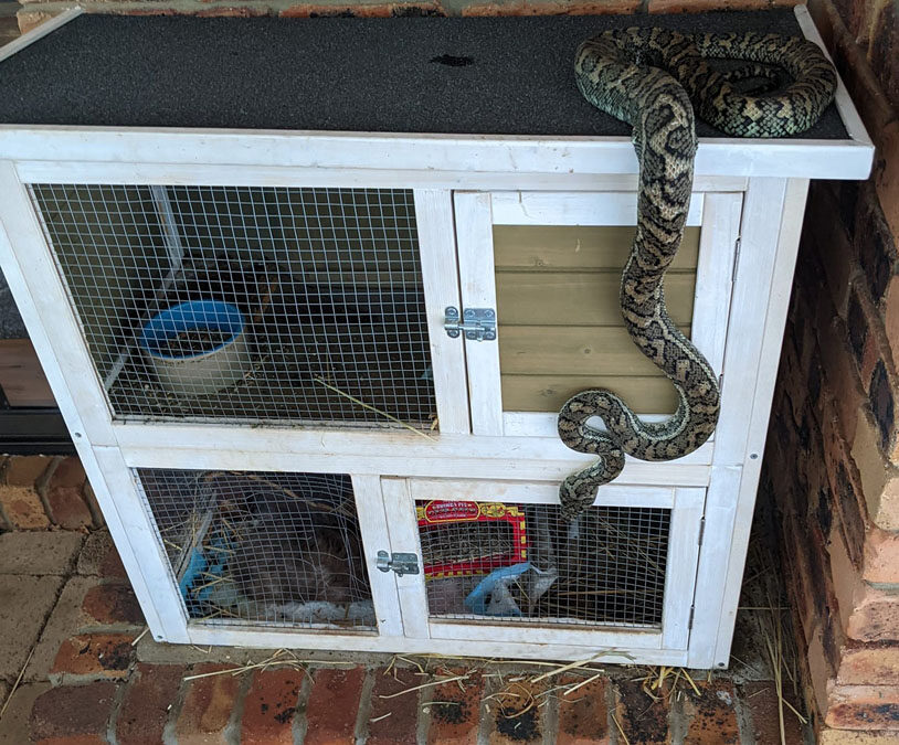 Pythons on Pet Cage
