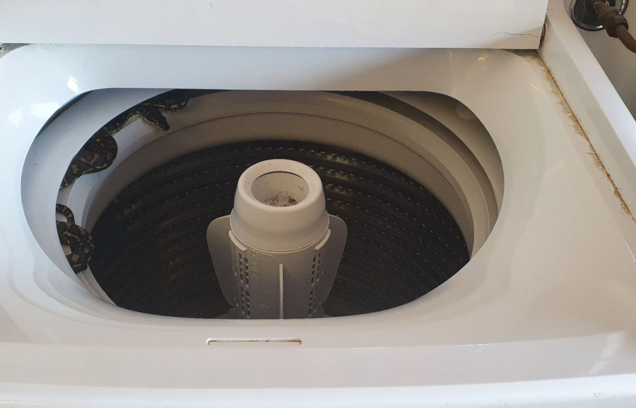 Python in a washing machine