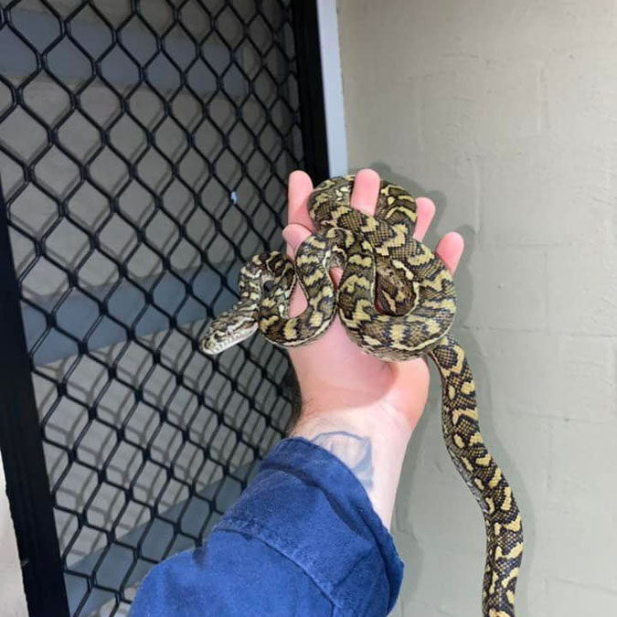 carpet python caught seeking shelter at doorstep from cold and rain