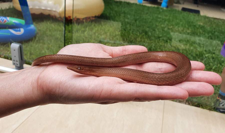 Legless Lizard in the palm of a hand