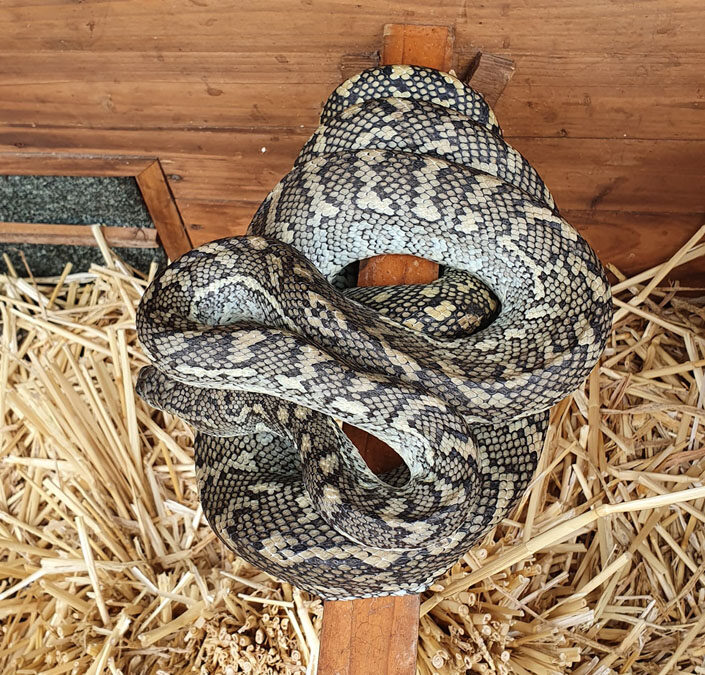 carpet python in pets cage