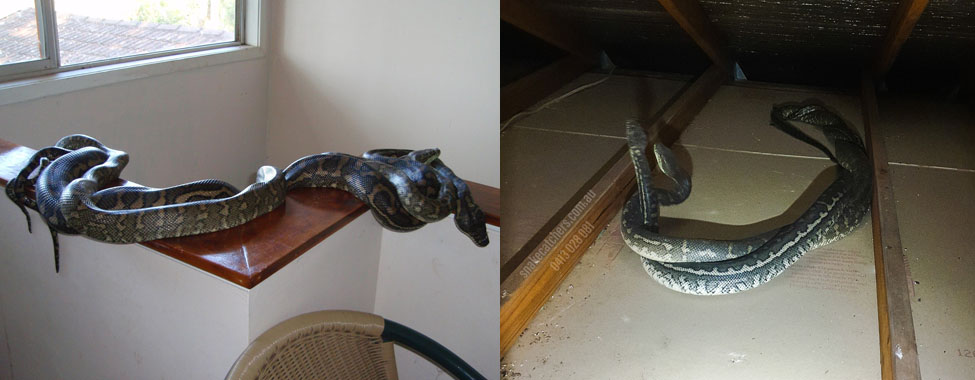 confusing mating and fighting behaviour in carpet pythons