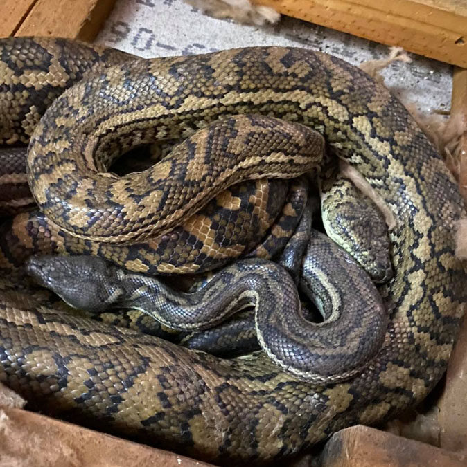 pair of carpet pythons mating in a roof