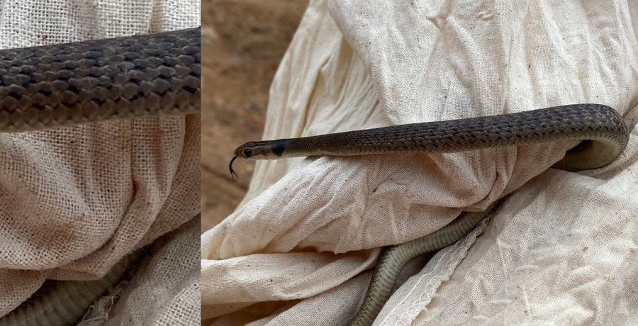 Deceptive Identification-Eastern Brown Snake