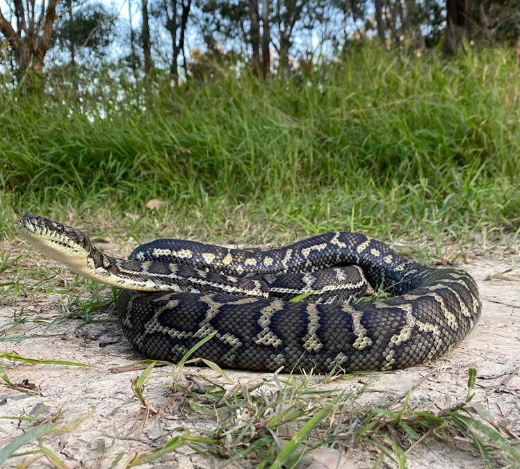 carpet python on ground after removal from a pallet