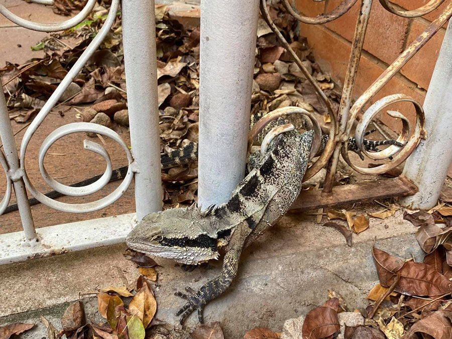 eastern water dragon caught in fence
