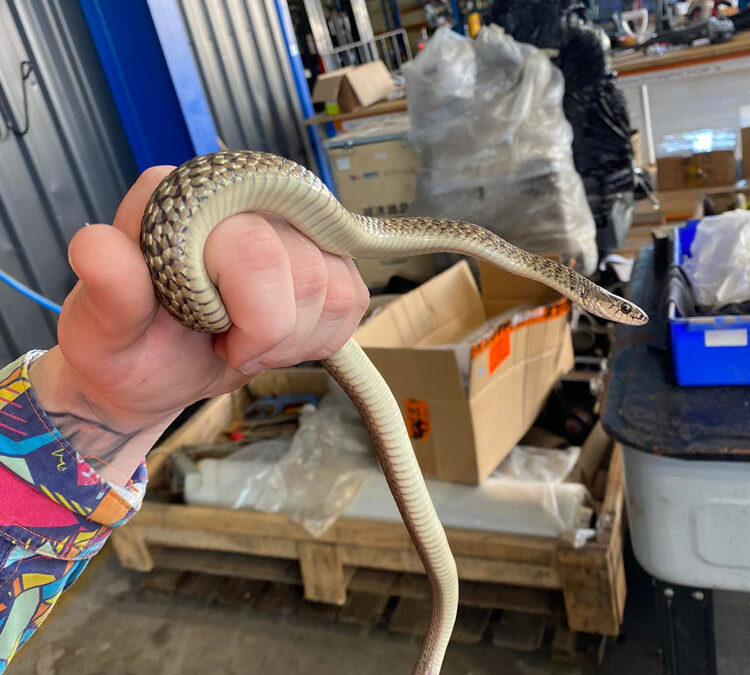 keelback snake at rocklea warehouse