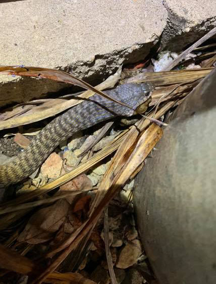 keelback eating introduced cane toad