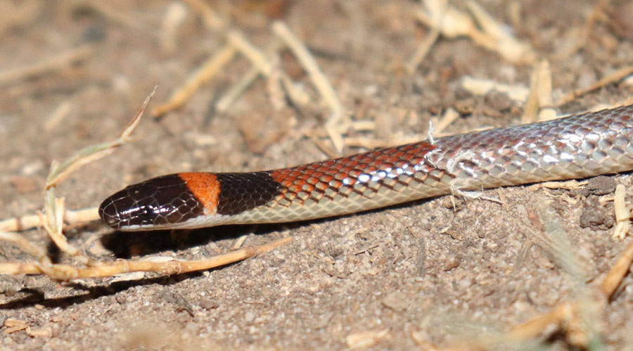 red naped snake sloughing its skin on ground