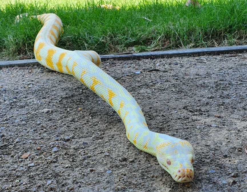 our work pet, walter the albino Darwin Carpet Python