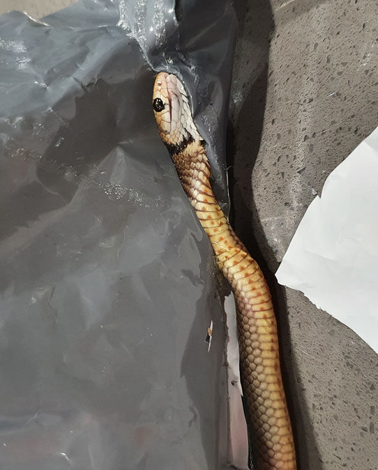 squirming snake in glue post pack