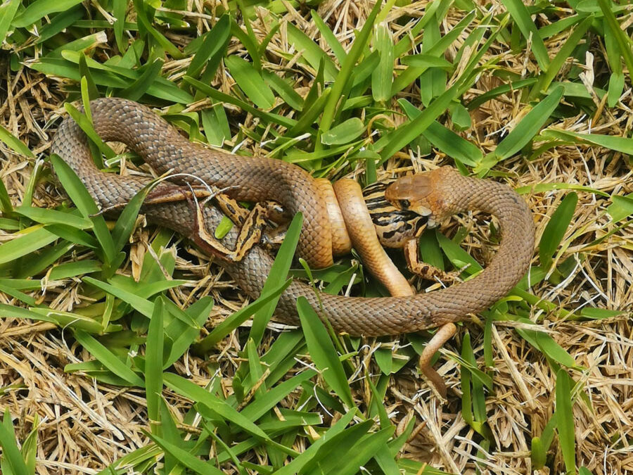 eastern brown snake coiled around and eating striped marsh frog