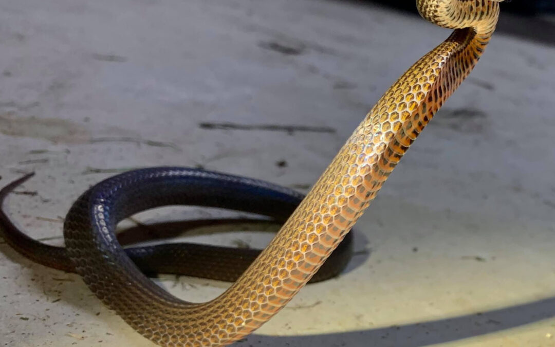 golden crowned snake in defensive pose