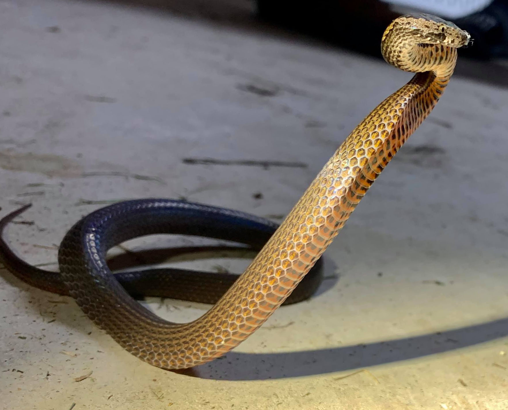 Defensive Pose Golden Crowned Snake Snake Catcher Brisbane